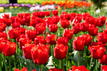 Fototapeta premium various tulips in the park