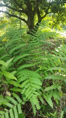 fern in the forest
