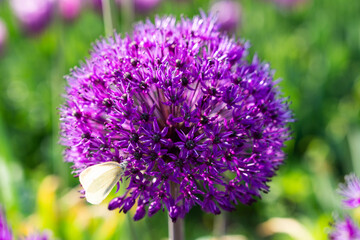 purple allium and butterfly in the park