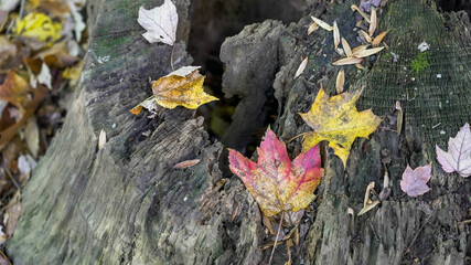 Fallen leaves rest on a tree stump in the forest, a testament to the arrival of autumn