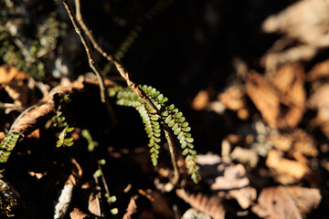 vista macro di una piccolissima pianta con due rami molto sottili e delle foglie minuscole di colore verde, in un ambiente naturale, sopra un terreno coperto da foglie secche, illuminato dal sole, 