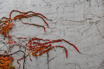 Schäden durch Efeu an der Hauswand