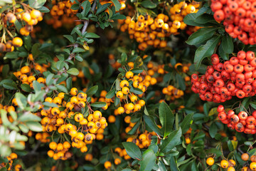 vista macro delle bacche arancioni di una pianta di agazzino