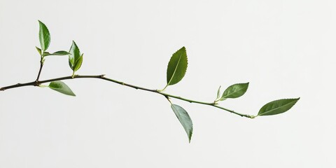 Tea plant stem isolated on a white background, displaying vibrant green leaves and detailed stem structure. High-resolution botanical image.
