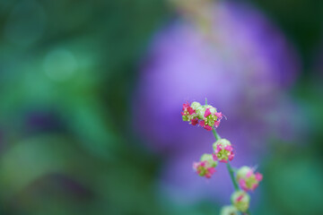 Fototapeta premium Nature, growth and blossom with flowers in garden for environment, sustainability and spring season. Grass ecology, meadow and biology with plants in countryside for botanical, bloom and ecosystem