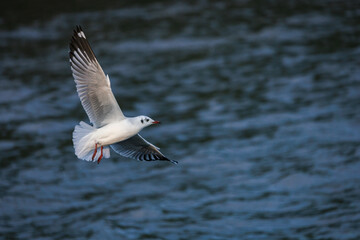 seagull flying over the ocean, seabird of family Laridae in suborder Lari