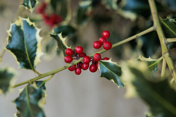 vista macro delle foglie verdi e accuminate e delle bacche rosse di una pianta di agrifoglio