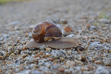 The vine snail is an invertebrate