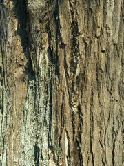 銀杏の古木の幹 (クローズアップ)