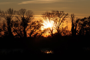 dettaglio di un tramonto in un cielo leggermente nuvoloso, dalle sfumature di colore giallo ed arancione intenso, visto in controluce da dietro le sagome nere di un bosco con alberi alti