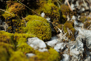 vista macro di una superficie rocciosa grigia coperta in parte da del muschio verde