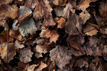 vista macro di un tappeto di foglie secche, cadute per terra dagli alberi, dalle sfumature di marrone, in autunno