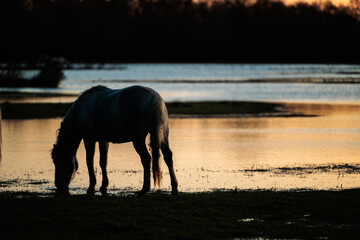 sagoma intera di un cavallo libero mentre beve l'acqua di un laghetto di una palude fluviale, con i colori del cielo azzurro ed arancione del tramonto riflessi sulla superficie © PhotoMet