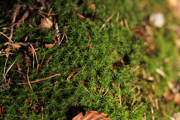 vista macro di un vasto gruppo di una specie di muschio verde della famiglia delle Polytrichaceae, cresciuto alla base di un albero di pino, in un bosco naturale in Italia