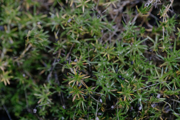 Abstract plants foliage close up