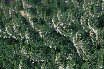 Abstract plants foliage close up