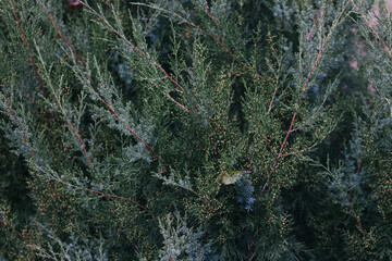 Abstract plants foliage close up