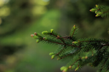 vista macro di alcuni piccoli rami di un giovane albero di abete su sfondo sfuocato e con sfumature...