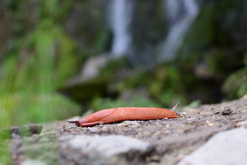 Schnecke auf Gestein in der Natur 