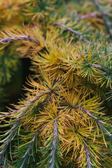 Abstract plants foliage close up