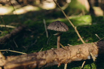 Macrolepiota procera mushroom growing in a forest with lush green moss on the forest floor.