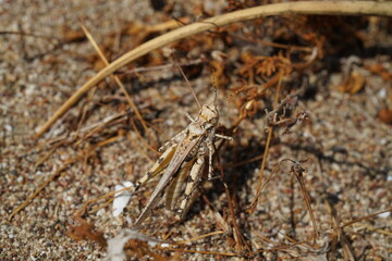 Grasshoppers are a group of insects belonging to the suborder Caelifera	
