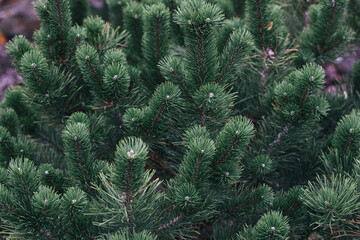 Abstract plants foliage close up