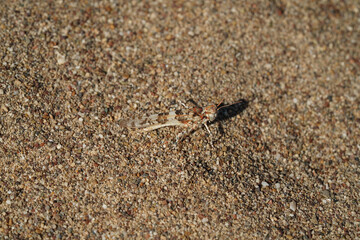 Grasshoppers are a group of insects belonging to the suborder Caelifera	
