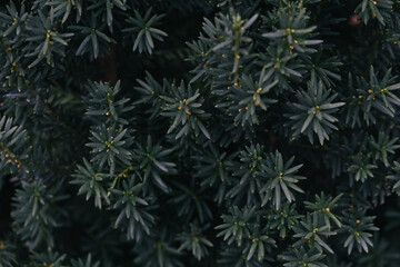 Abstract plants foliage close up