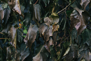 Abstract plants foliage close up