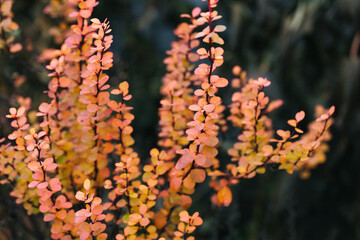 Abstract plants foliage close up