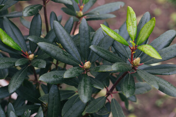 Abstract plants foliage close up