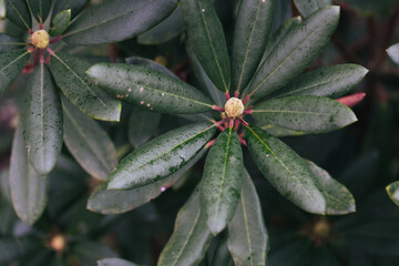 Abstract plants foliage close up