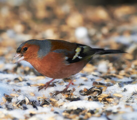 Environment, winter and chaffinch in snow in nature for sustainability, ornithology or wildlife...