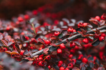 Abstract plants foliage close up