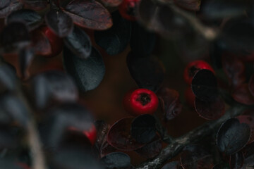 Abstract plants foliage close up
