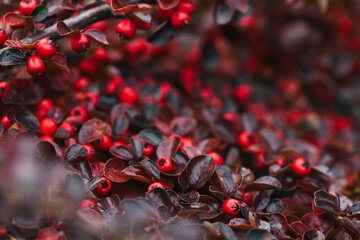 Abstract plants foliage close up