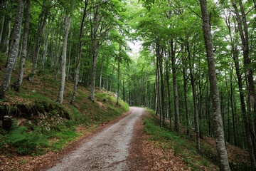 ampia vista panoramica di una strada sterrata che attraversa una fitta e vasta foresta di alberi di faggio, con le chiome verdi, lungo un pendio di una montagna nel nord Italia, di giorno, in estate