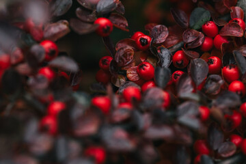 Abstract plants foliage close up