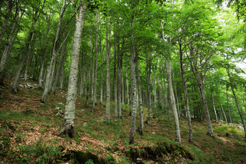 Fototapeta premium ampia vista panoramica di una fitta e vasta foresta di alberi di faggio, con le chiome verdi, lungo un pendio di una montagna nel nord Italia, di giorno, in estate