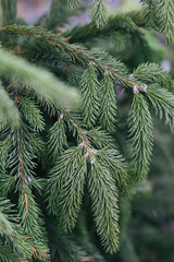 Abstract plants foliage close up