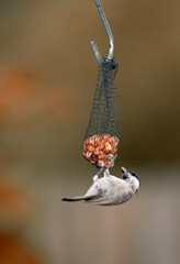 Fototapeta premium Environment, seeds and sparrow on birdfeeder in nature for sustainability, animal or wildlife ecosystem. Garden, fauna and closeup of blue tit in countryside for bird watching, conservation and park