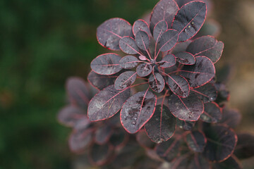 Abstract plants foliage close up