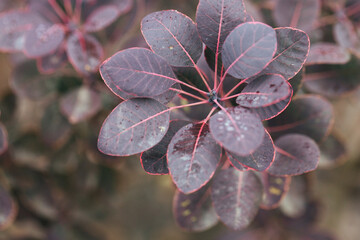 Abstract plants foliage close up