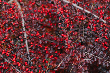 Abstract plants foliage close up