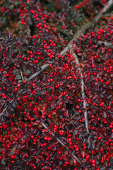 Abstract plants foliage close up
