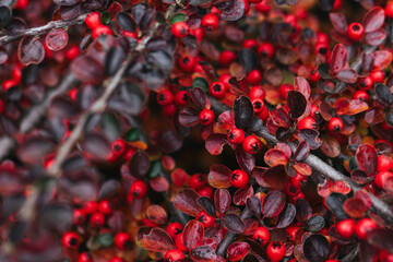 Abstract plants foliage close up