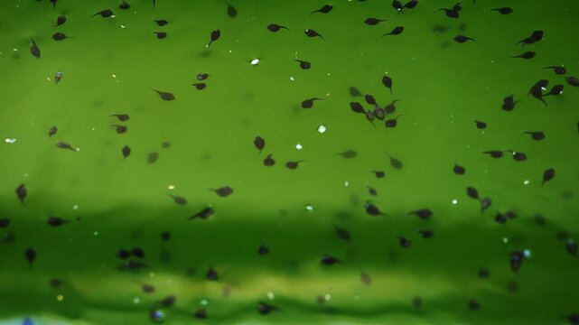 The toad's tadpoles swim in green water, Black color Newborn larvae of amphibians