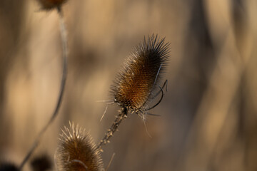 Obraz premium vista macro di un esemplare secco di colore marrone di fiore di cardo, con tante spine, in inverno