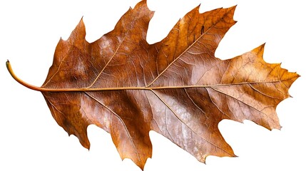 Fototapeta premium Autumn leaf